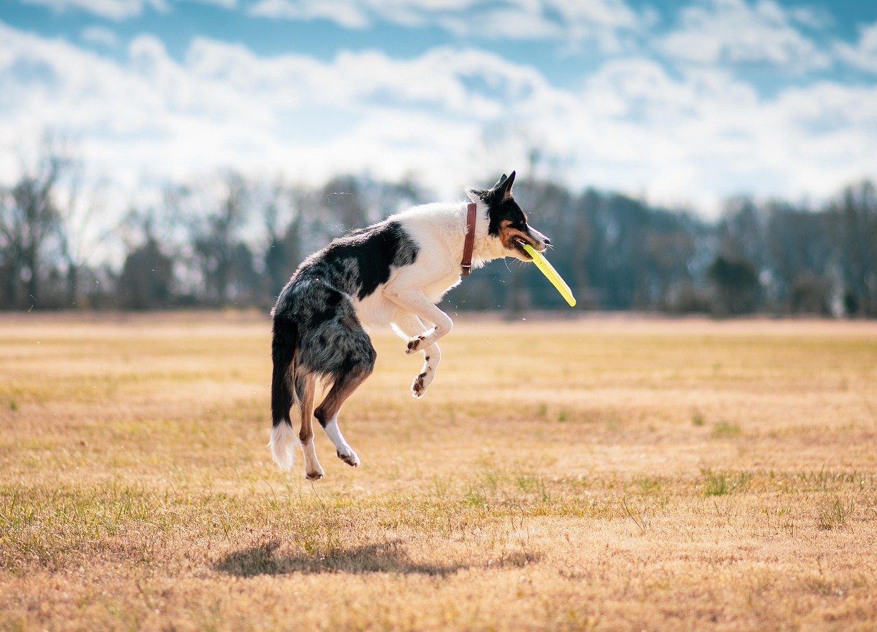 dog, fetch, nature, disc, catch, play, frisbee, jump, pet, animal, canine, portrait, outdoors