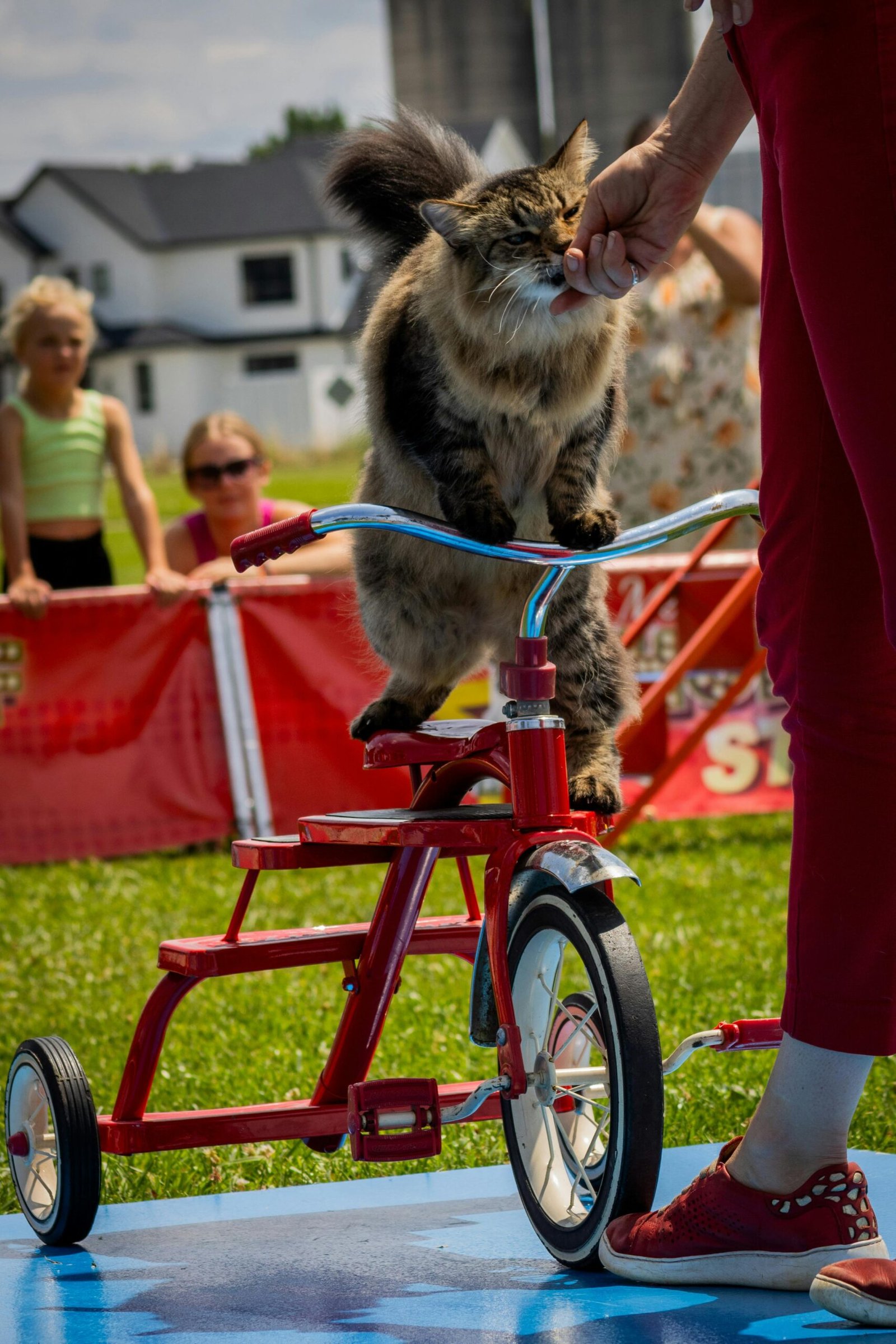 A cat balancing on a tricycle during an outdoor performance with spectators.