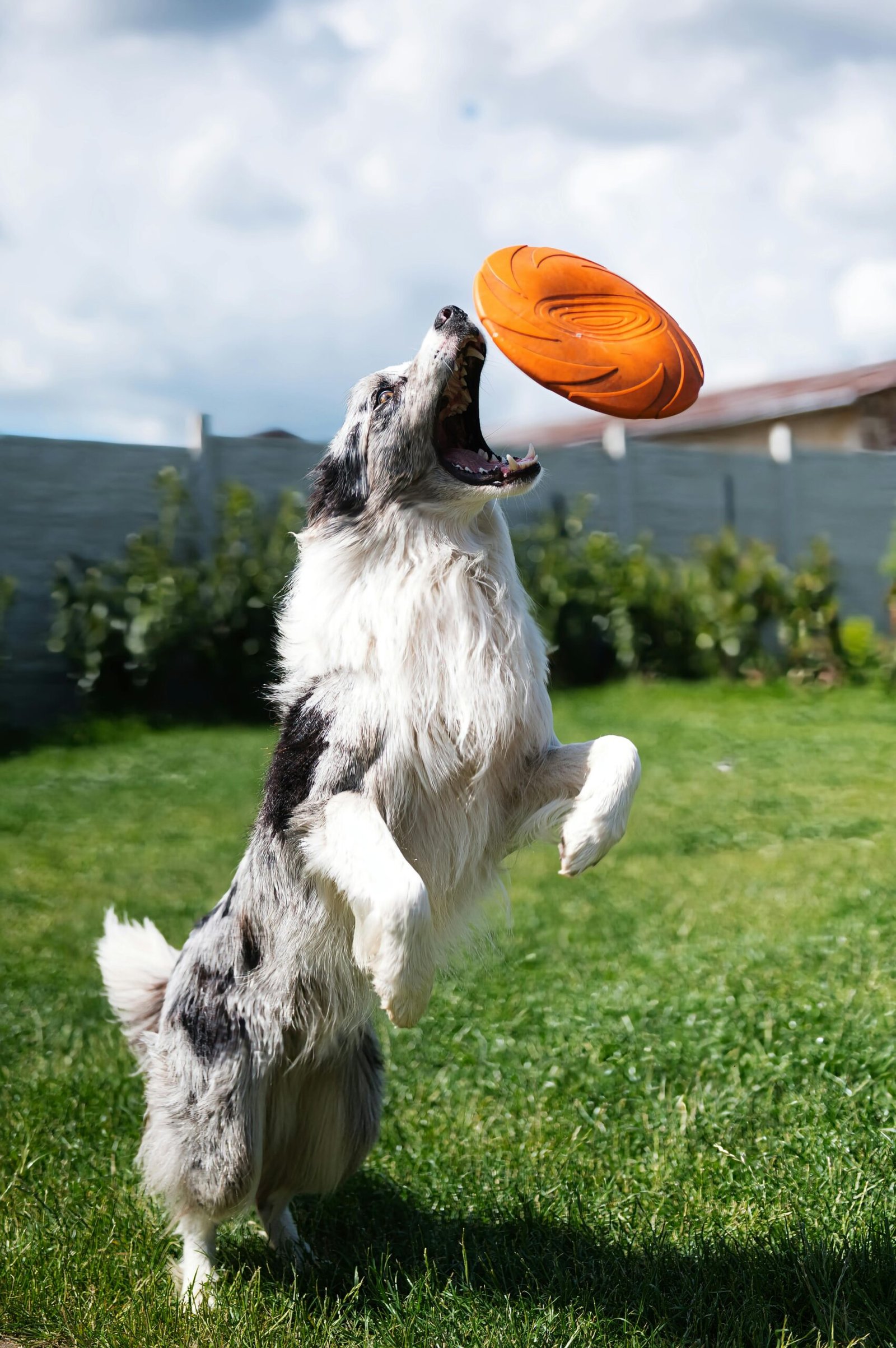 A lively border collie jumping to catch a frisbee in a sunny backyard, showcasing agility and joy.